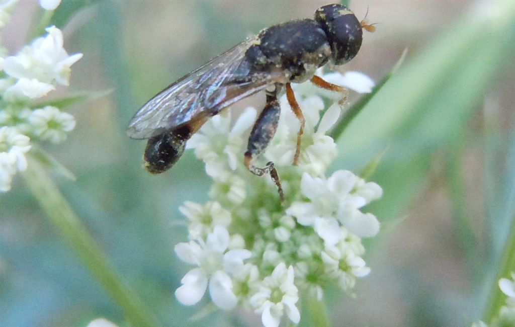 Syritta pipiens